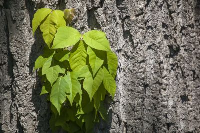 Poison Ivy Removal in Bel Air, MD