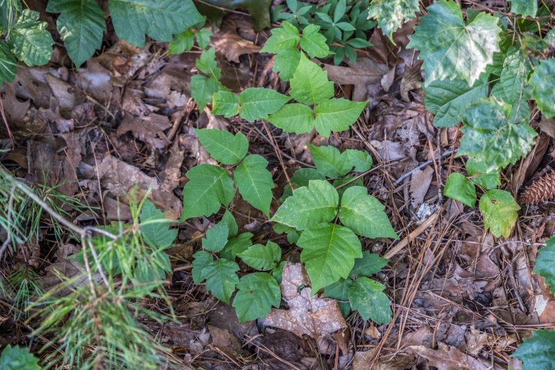 Poison Ivy Removal in Delaware County, PA