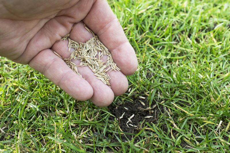 Fall Lawn Seeding in Ventura County, CA