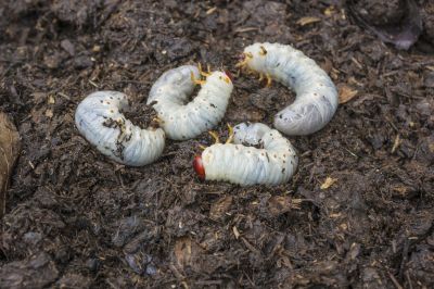 Grub Control in Honolulu, HI