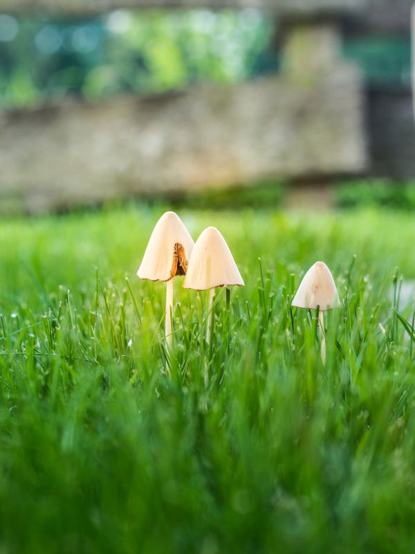 Lawn Fungus Treatment in Ventura County, CA