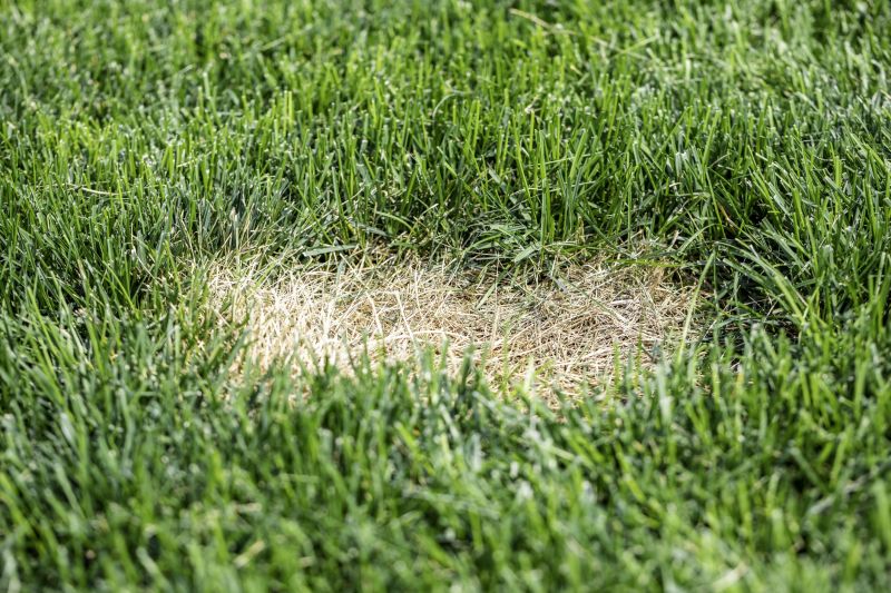 Lawn Fungus Treatment in Honolulu, HI