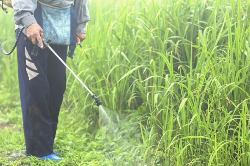 Lawn Weed Control in Ventura County, CA