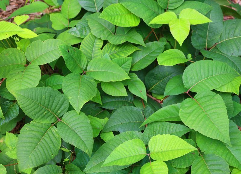 Poison Ivy Removal in Honolulu, HI