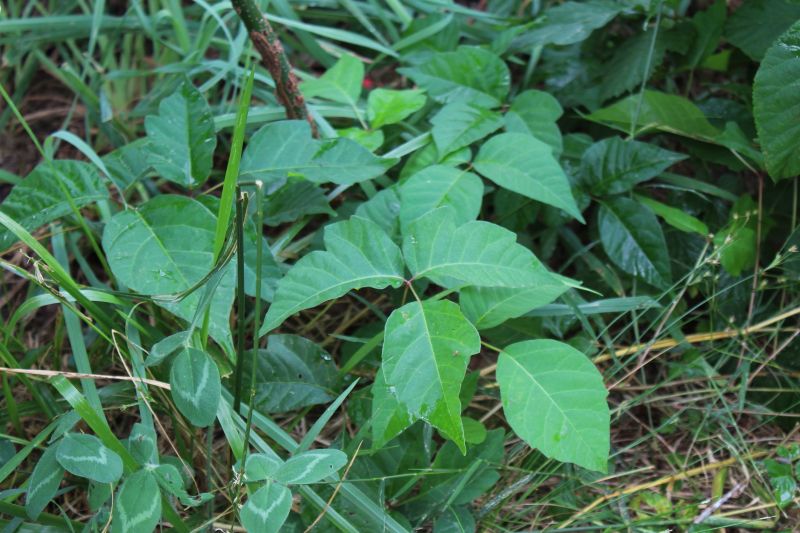 Poison Oak Removal in Honolulu, HI