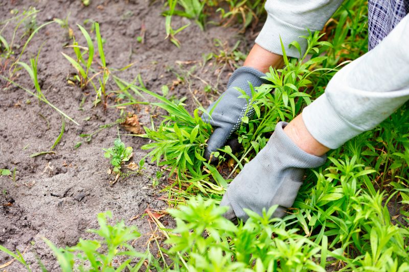 Poison Oak Removal in West Chester, PA
