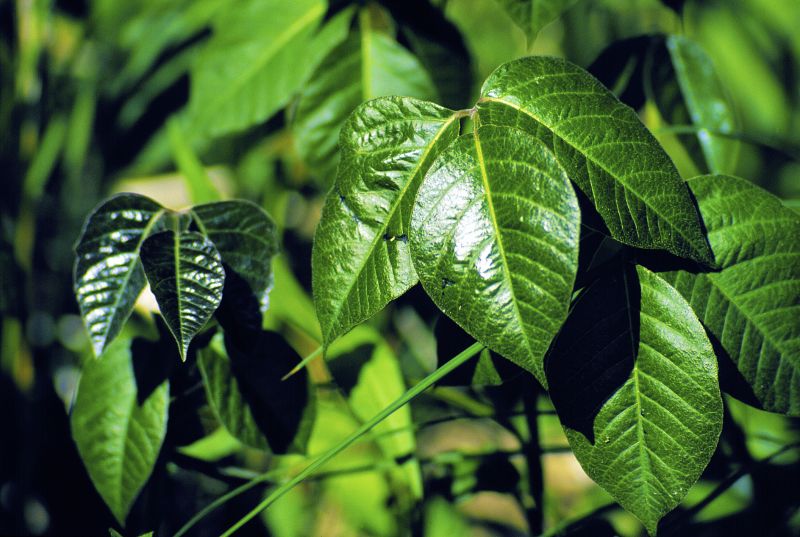 Poison Oak Removal in Philadelphia, PA