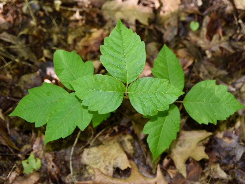 Poison Oak Removal in Delaware County, PA