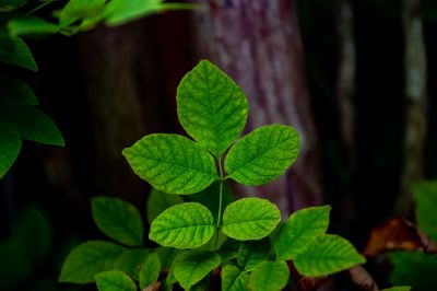 Poison Oak Removal in Bucks County, PA