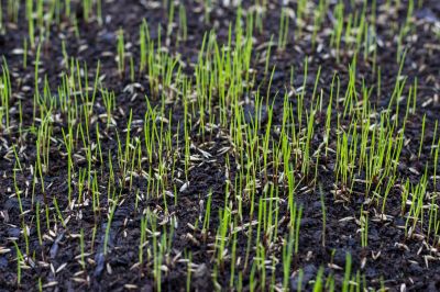 Reseeding Service in Honolulu, HI